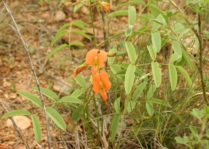 North Queensland Plants Fabaceae